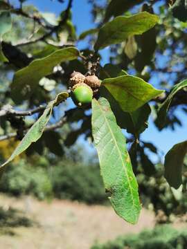 Image de Quercus convallata Trel.