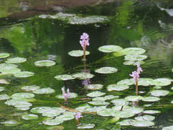 Image of <i>Pontederia diversifolia</i>