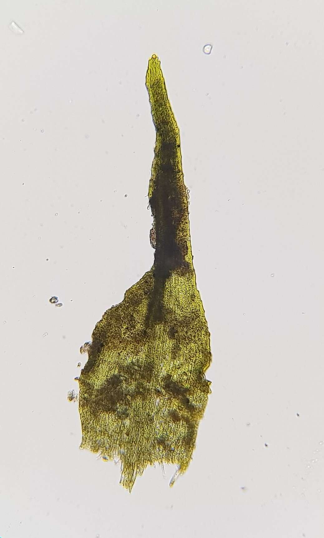 Image of <i>Dicranella staphylina</i>