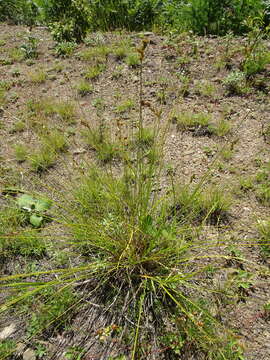 Image of lesser brown sedge