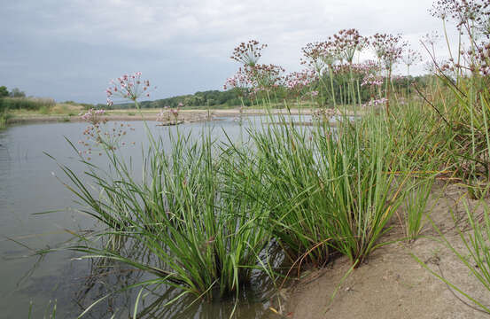 Image of flowering rush family