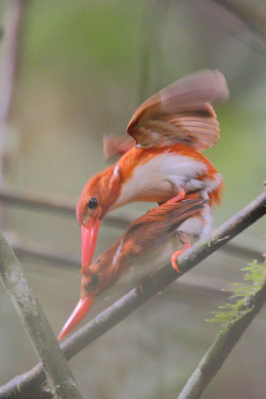 صورة Corythornis madagascariensis (Linnaeus 1766)