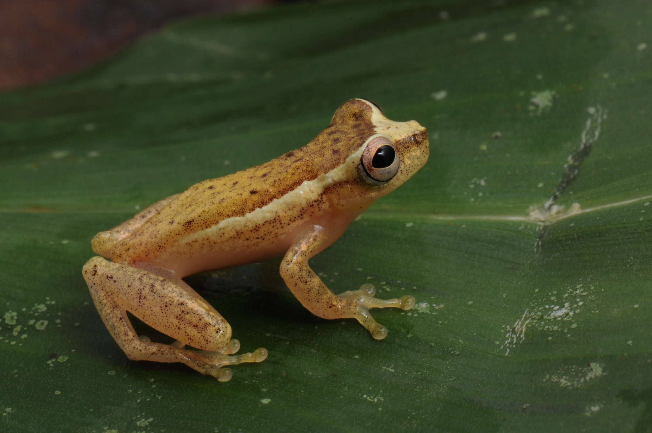 Image of Dendropsophus haddadi (Bastos & Pombal 1996)