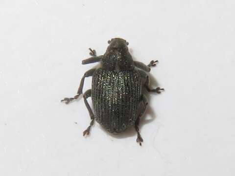 Image of Cabbage Seedpod Weevil