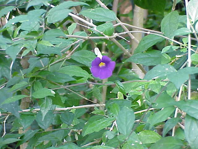 Image de Thunbergia erecta (Benth.) T. Anders.