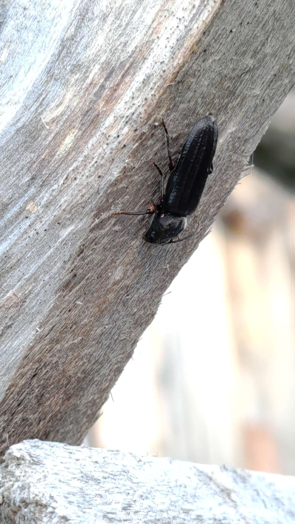 Image of Black Spruce Borer