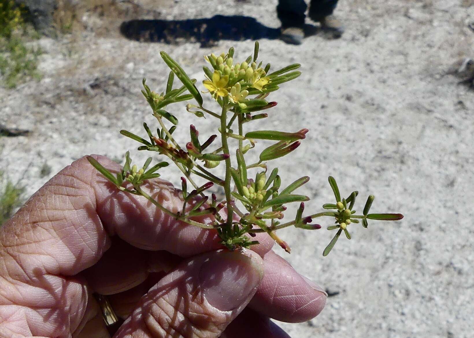 Image of Small-Flower Stinkweed