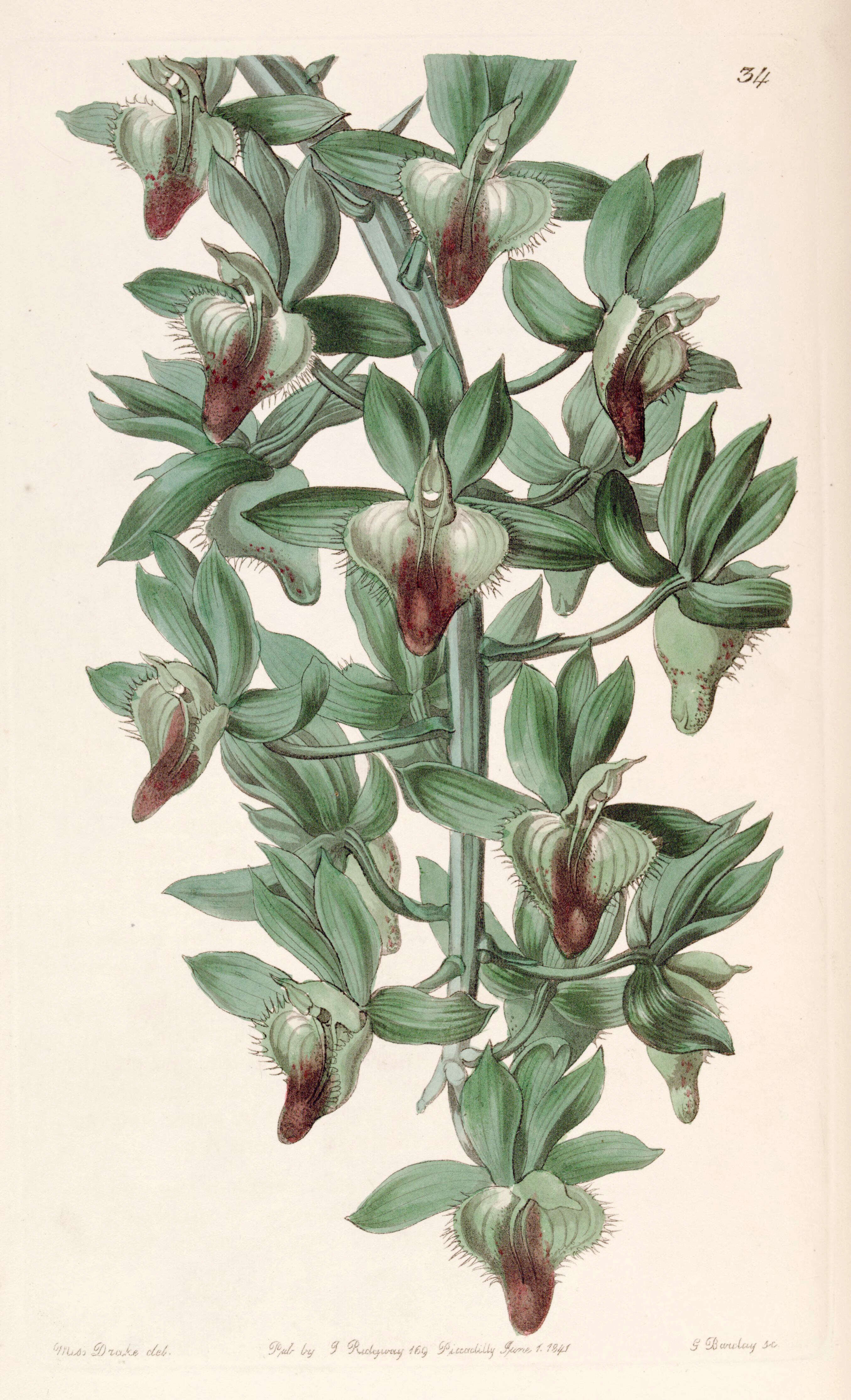 Image of catasetum