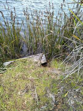 Image of Western Glossy Swamp Skink