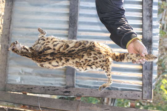 Image of Leopard Cat