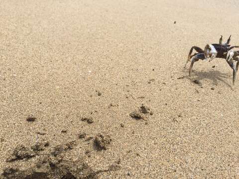 Image of Horned Ghost Crab