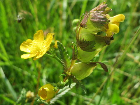 Image of Yellow rattle