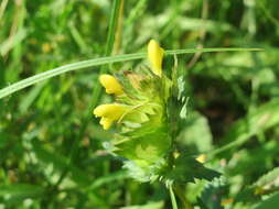 Image of Yellow rattle