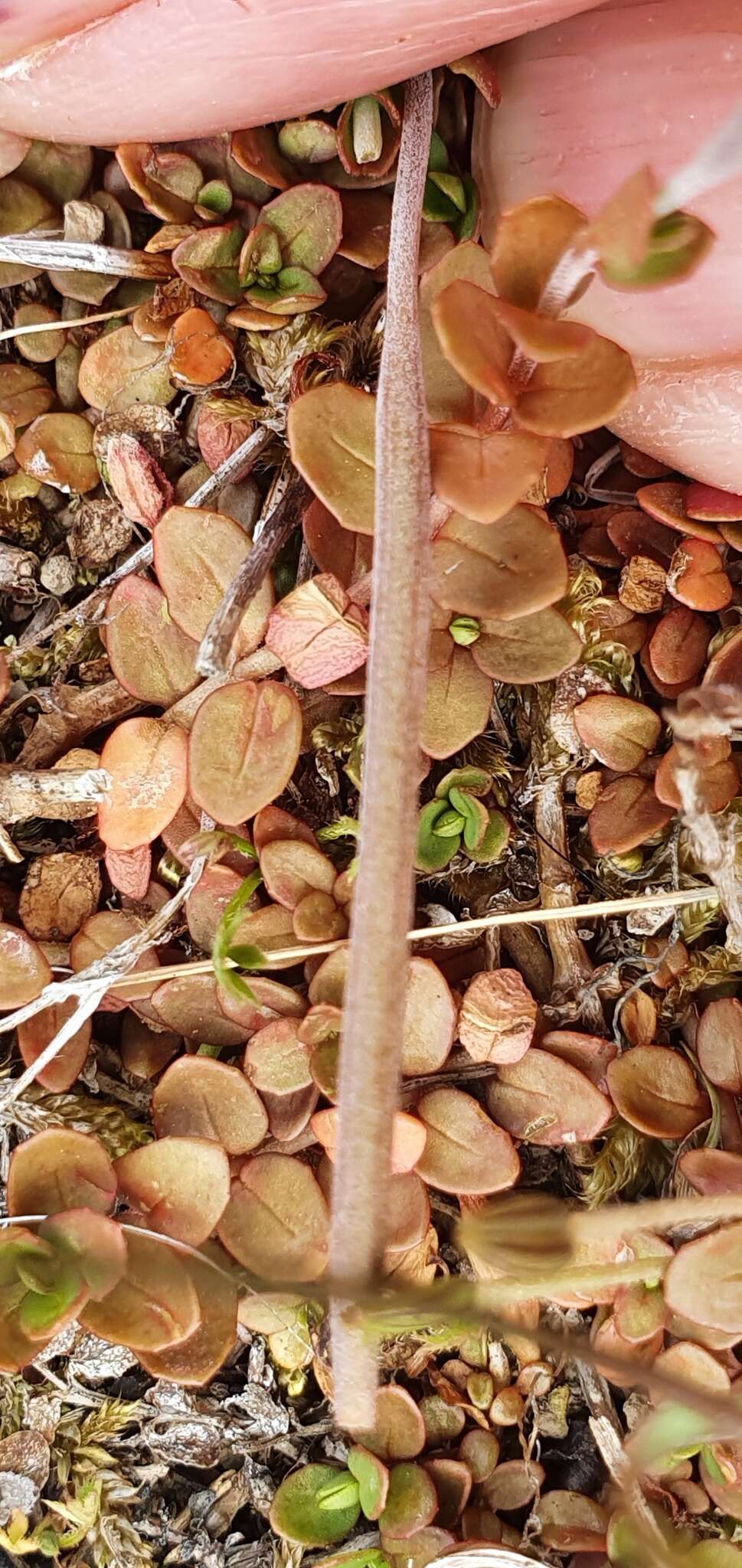 Image of Epilobium alsinoides subsp. alsinoides