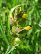 Image of Yellow rattle