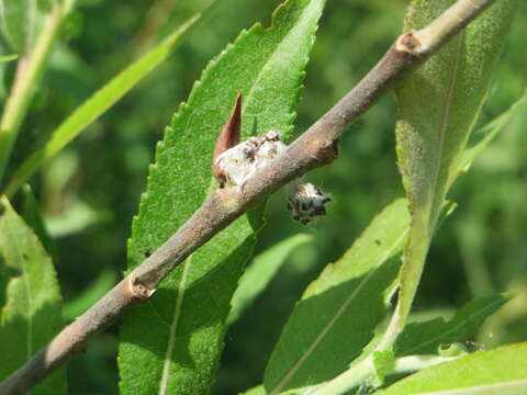 Image of purple willow