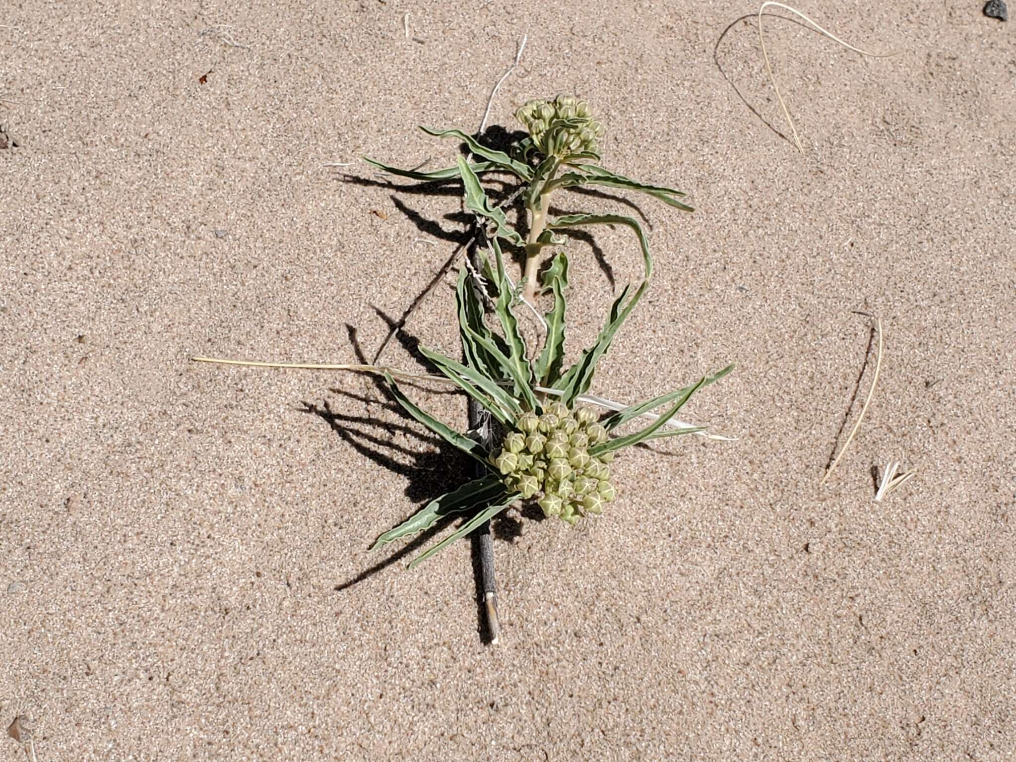 Image of dwarf milkweed