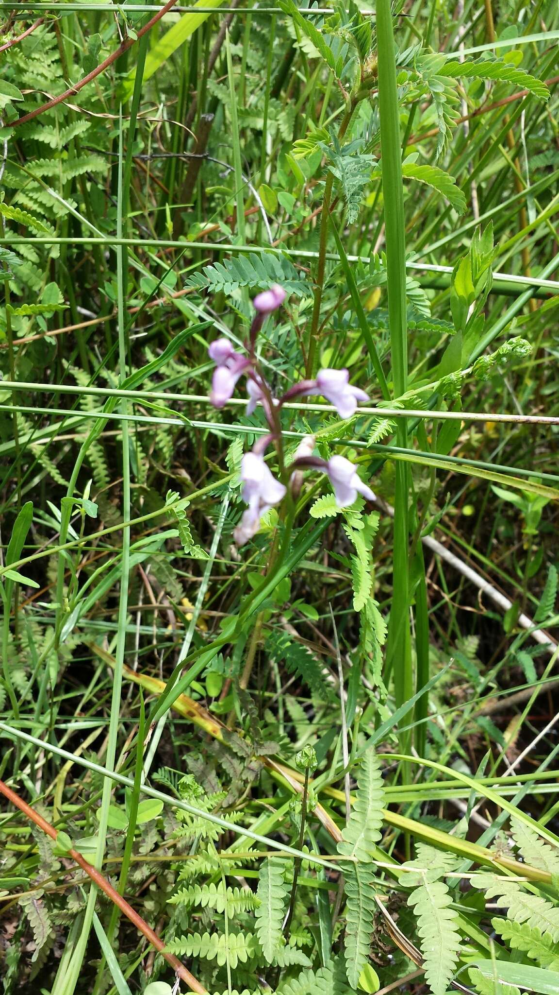 Imagem de Cynorkis graminea (Thouars) Schltr.