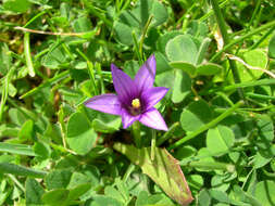 Image of crocus-leaved ROMULEA