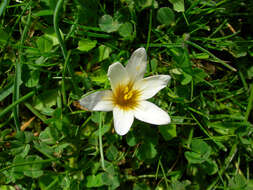 Image of crocus-leaved ROMULEA