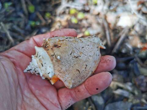 Image of West Indian fighting conch