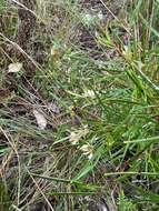 Image of Grevillea parviflora subsp. parviflora