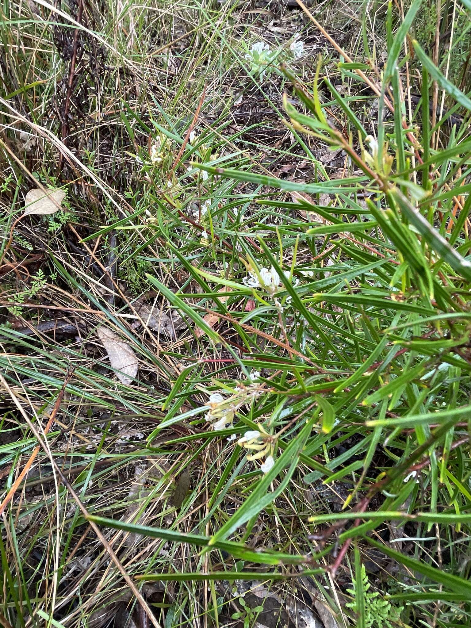 Image of Grevillea parviflora subsp. parviflora