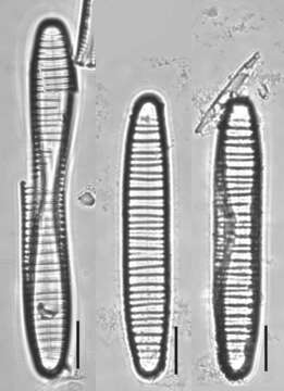 Image of Diatoma vulgaris