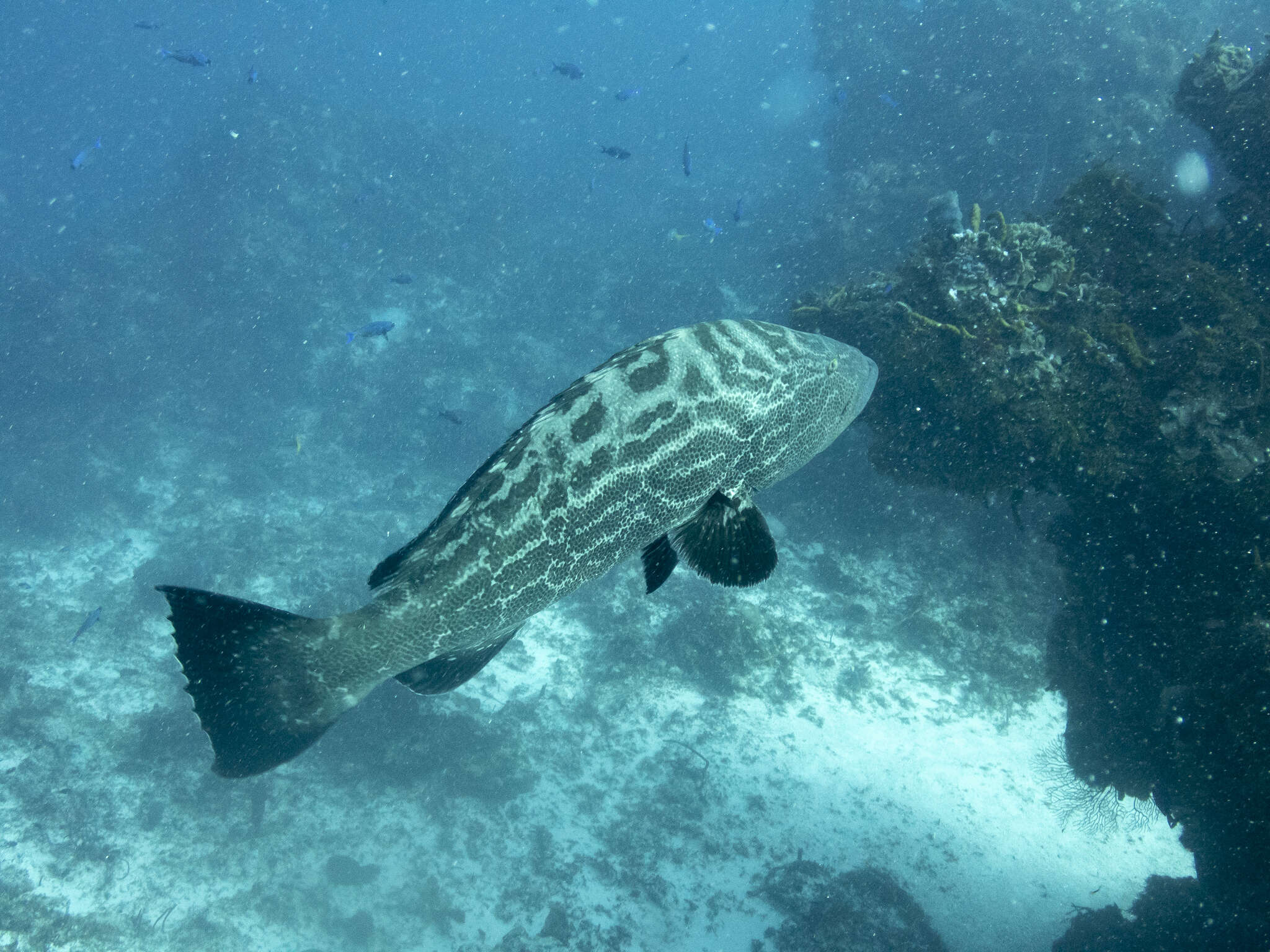 Image of Black Grouper