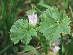 Image of common mallow