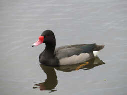 Image of Rosy-billed Pochard