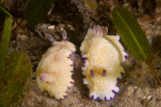 Image of Pale gold and purple slug