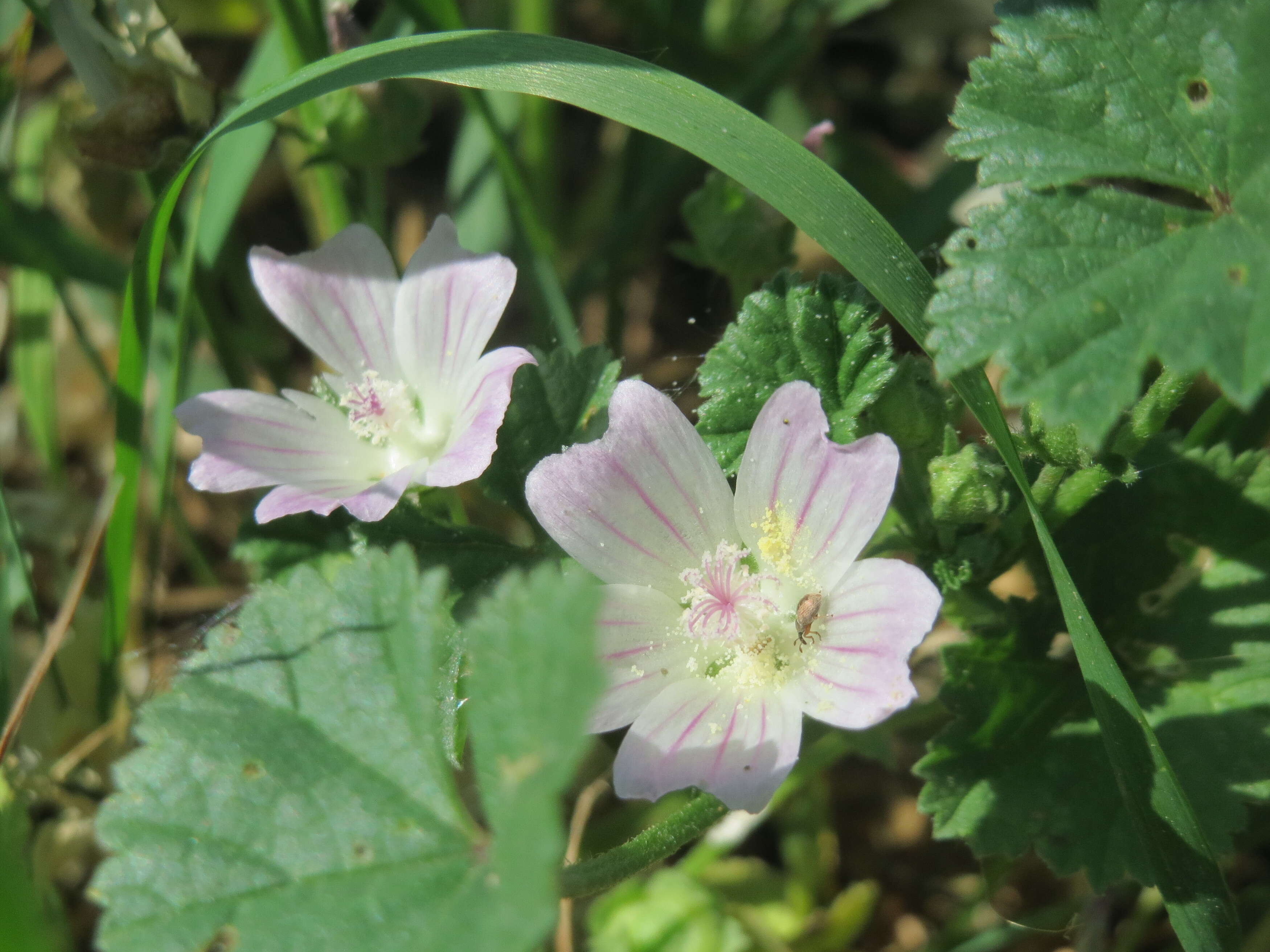 Image of common mallow