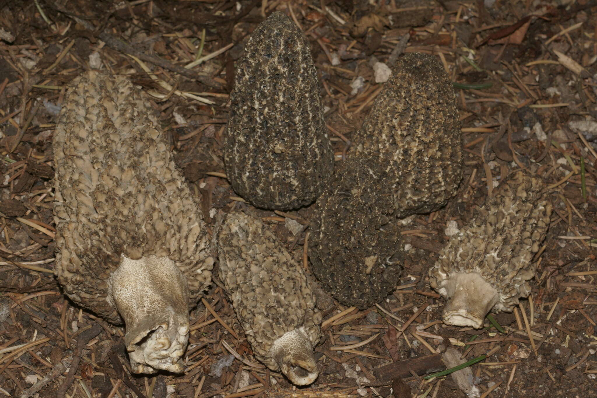 Image of Morchella tomentosa M. Kuo 2008