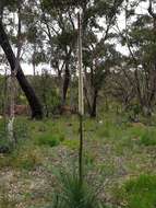 Image of Xanthorrhoea resinosa Pers.