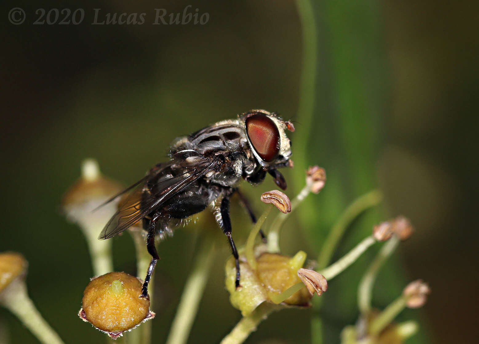 صورة Palpada furcata (Wiedemann 1819)