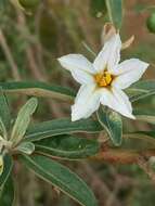 Image of Solanum heinianum W. G. D' Arcy & R. C. Keating