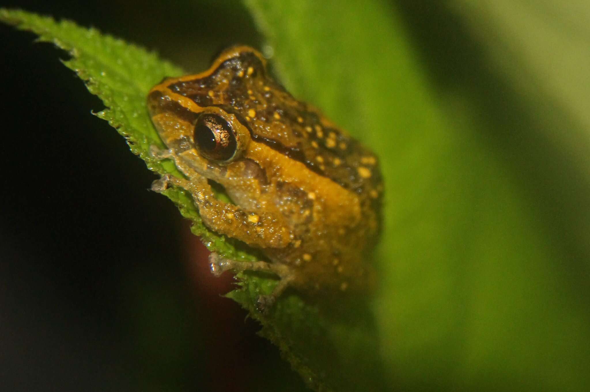 Image de Pristimantis latidiscus (Boulenger 1898)