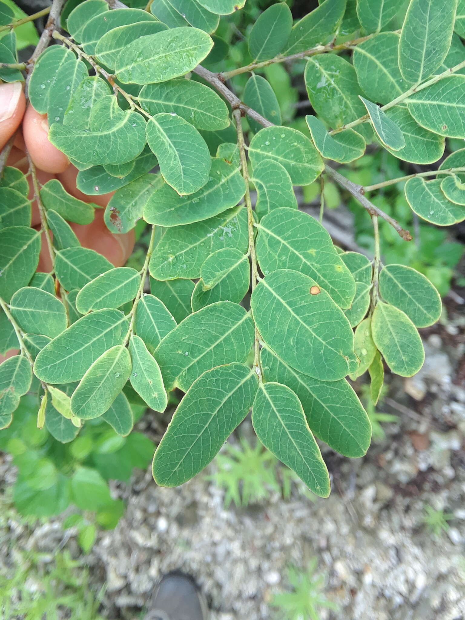 Image de Phyllanthus novae-hollandiae Müll. Arg.