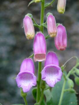 Image of Spanish digitalis