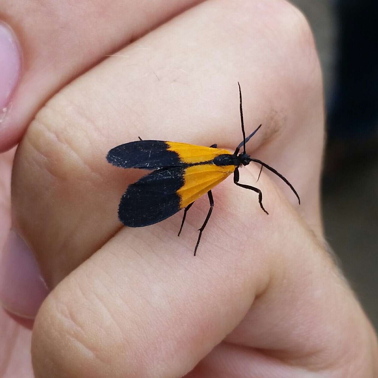 Image of Black-and-yellow Lichen Moth