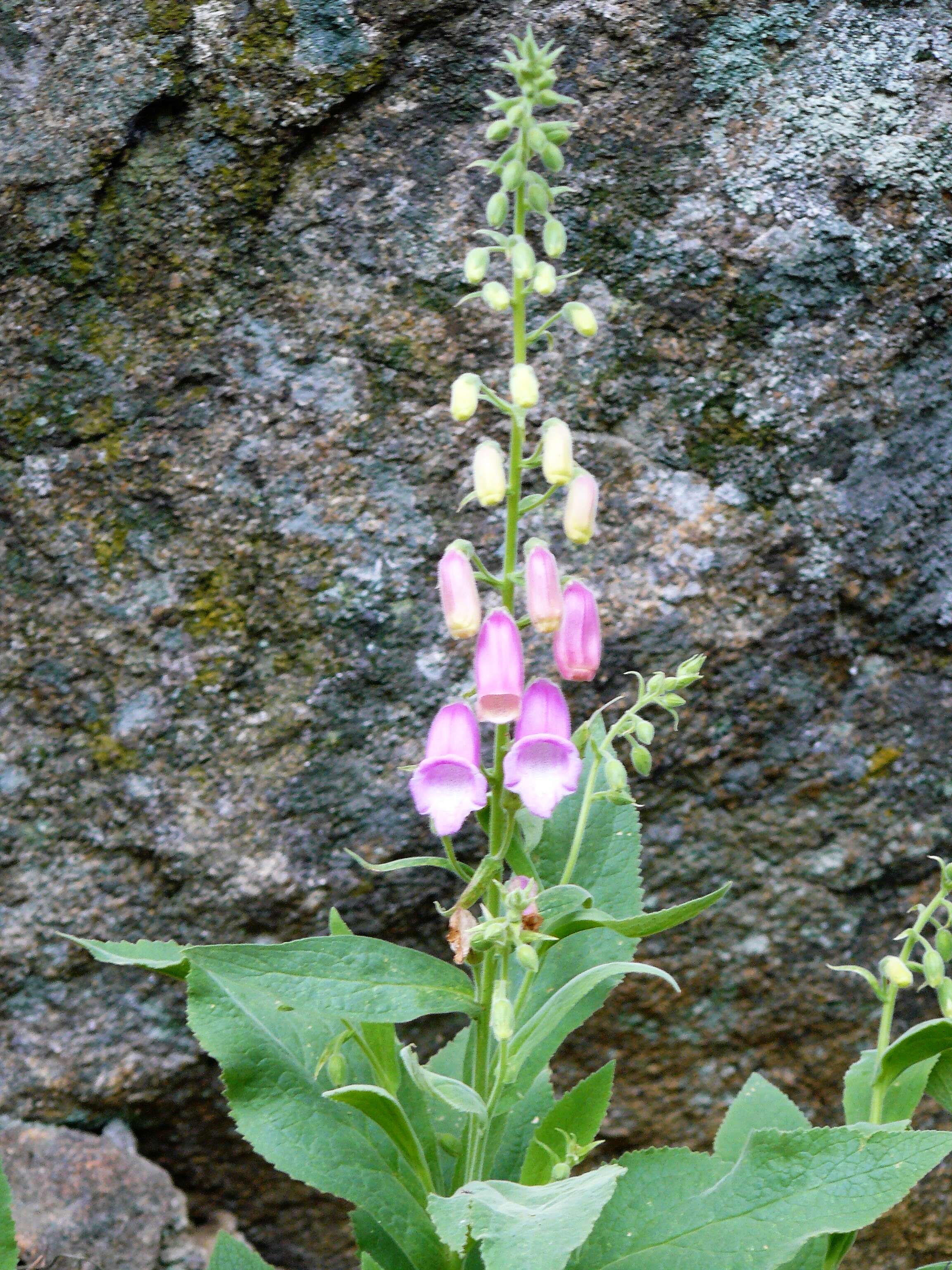 Imagem de Digitalis thapsi L.