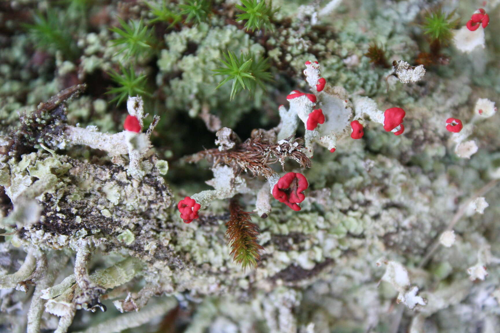 Слика од Cladonia cristatella Tuck.