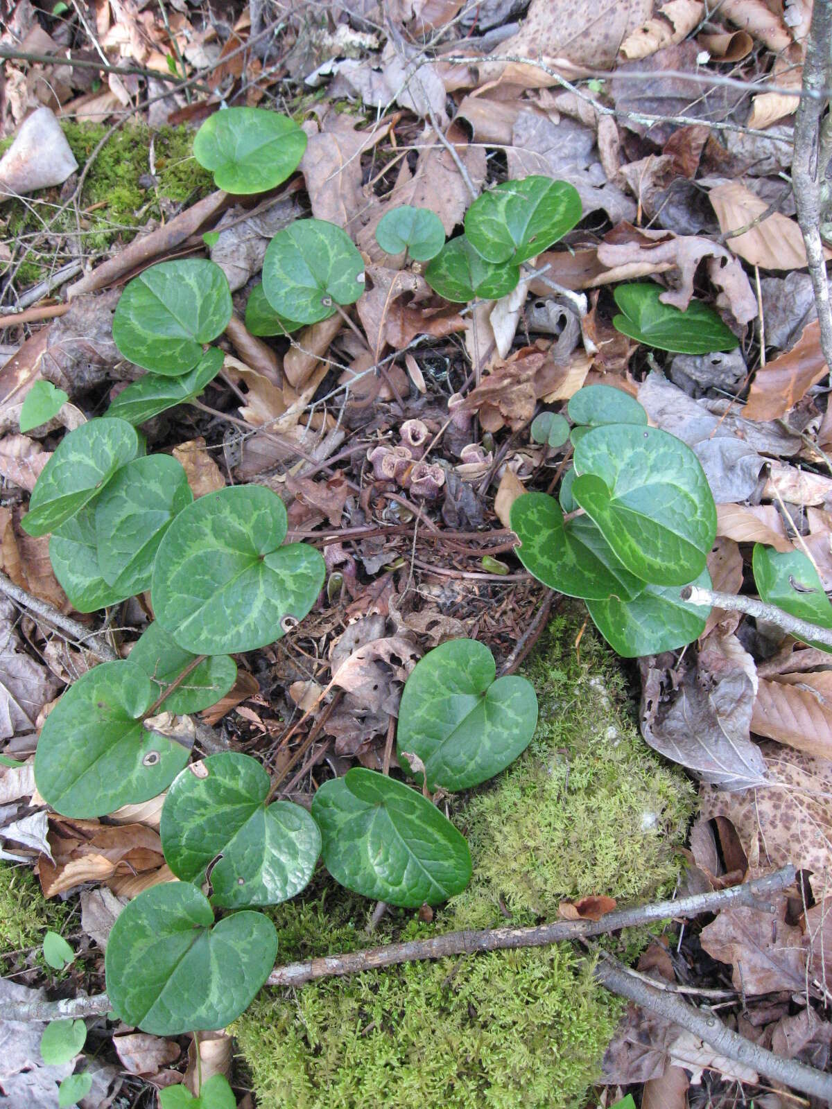 Image of mountain heartleaf