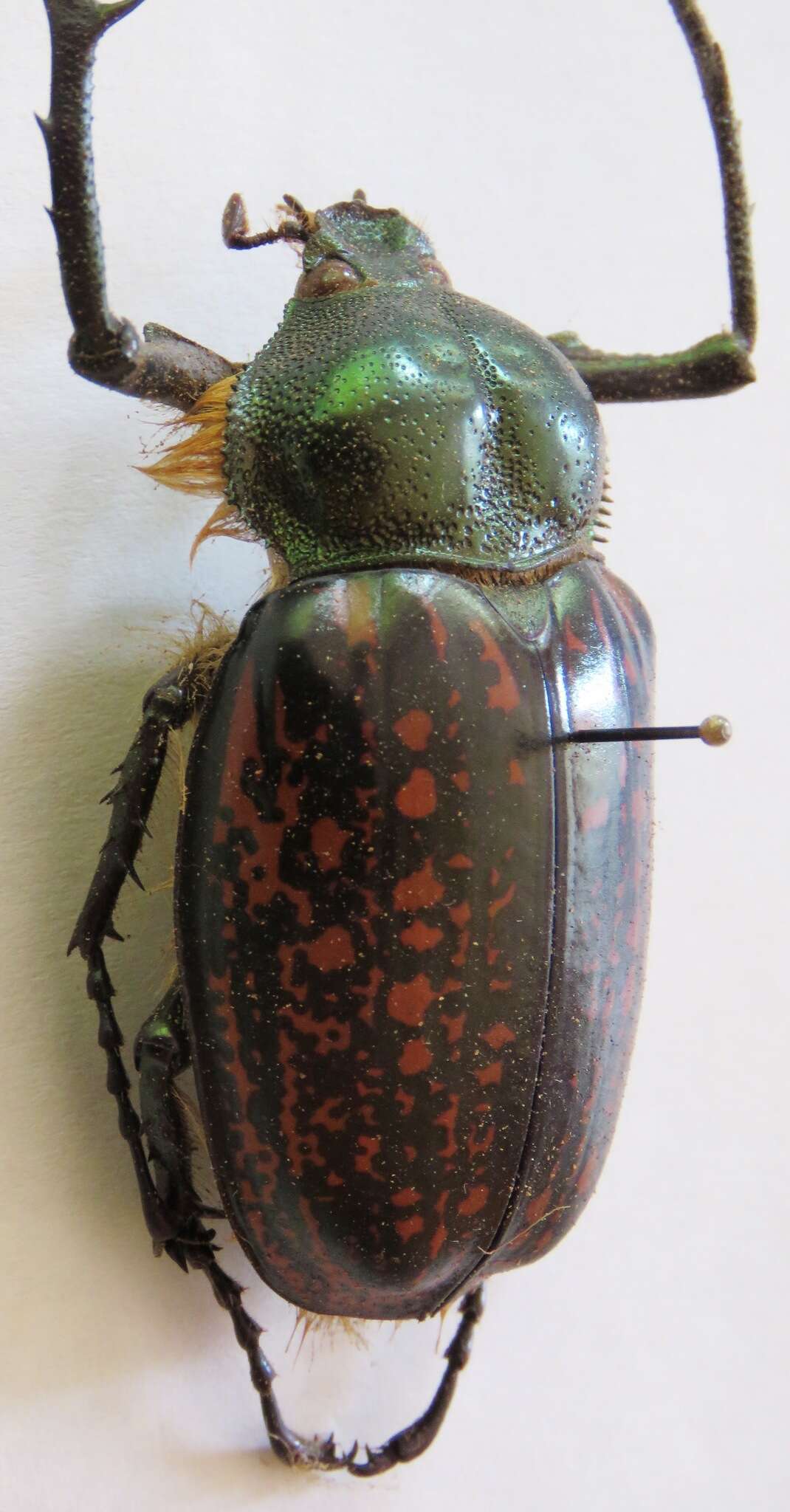 Image of Euchiridae