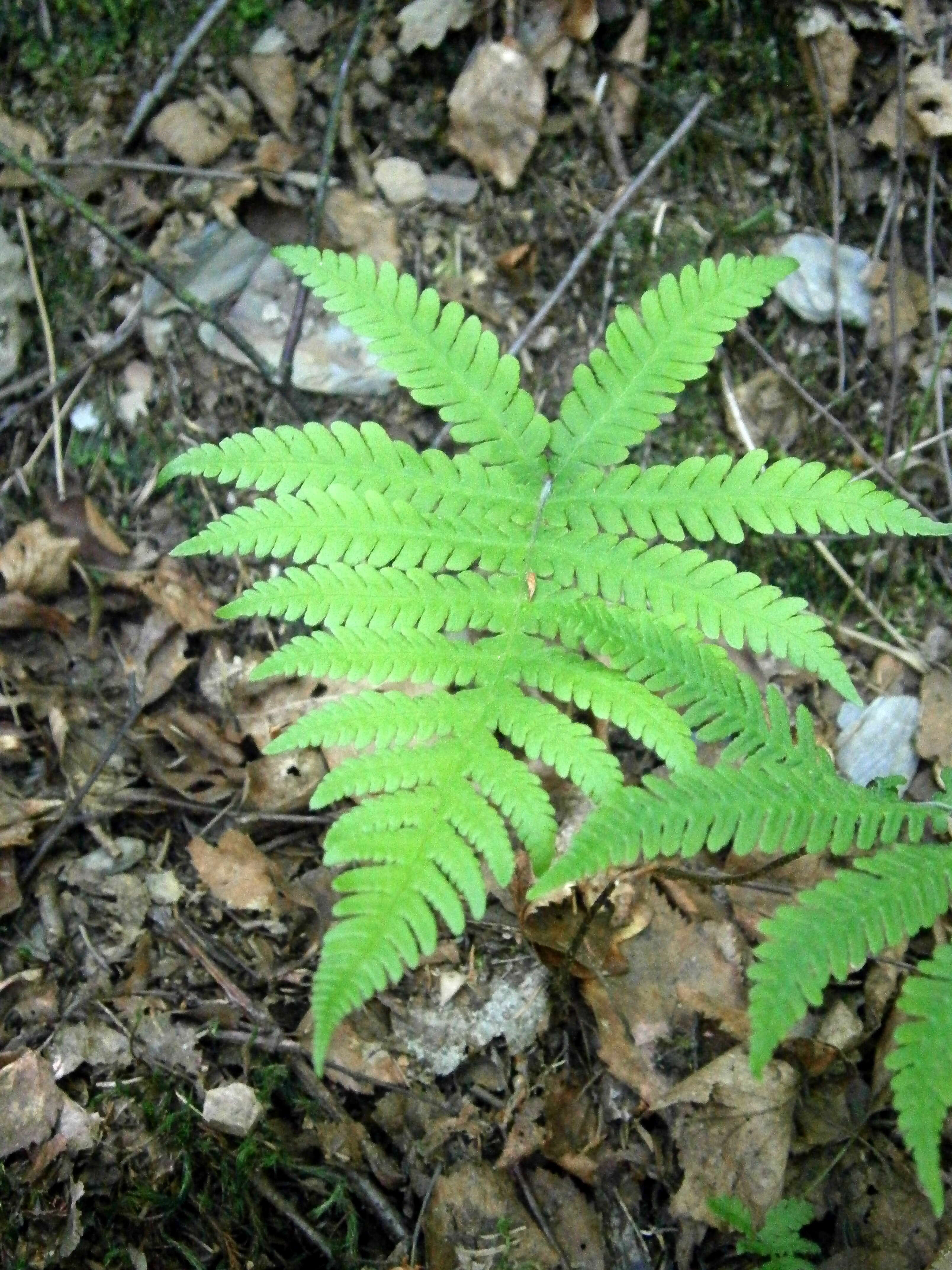 Image of Beech Fern