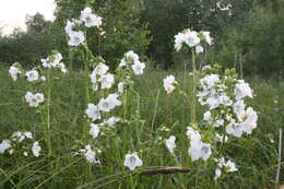 Image de Polémoine bleue