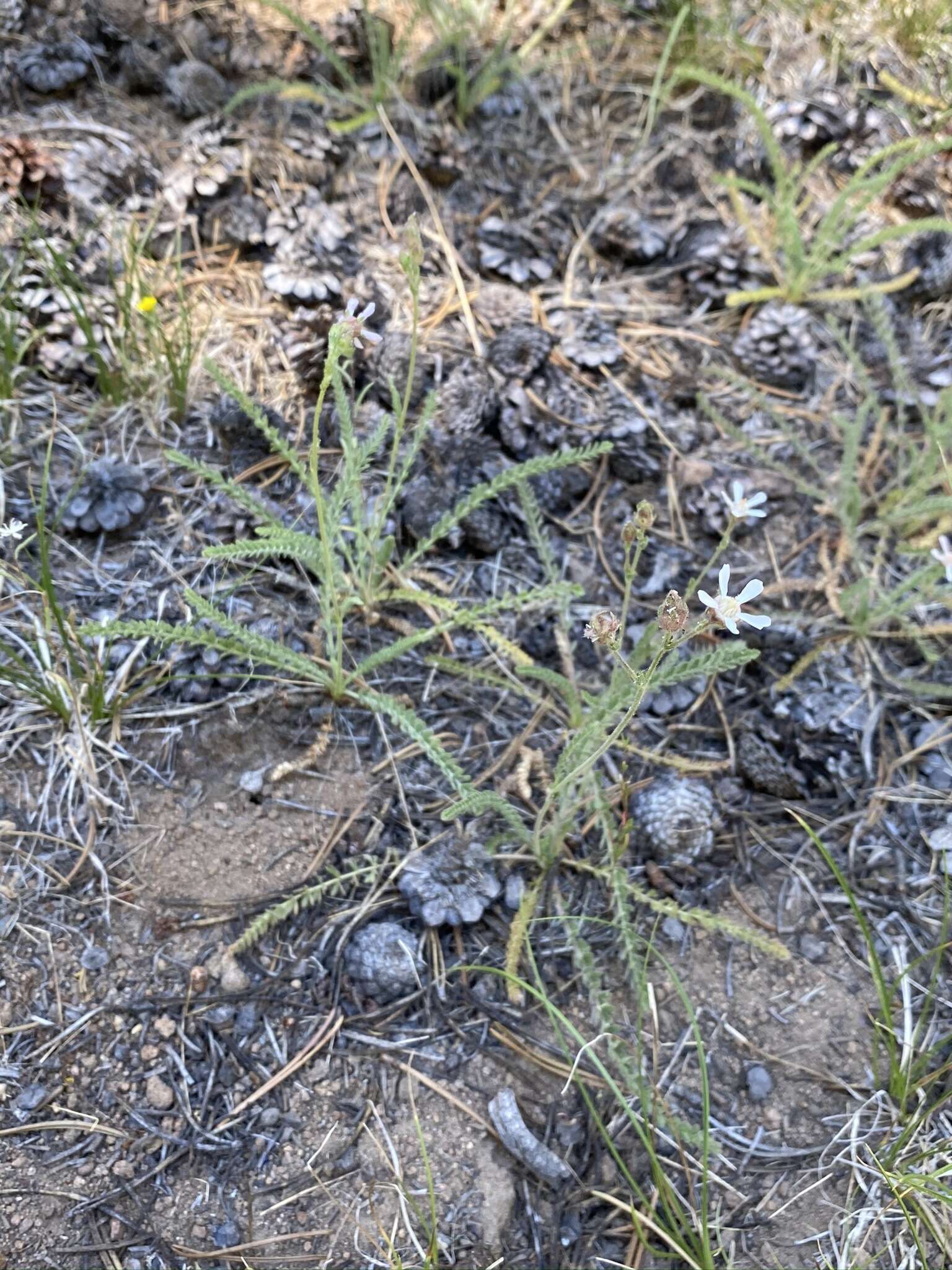 Слика од Horkeliella purpurascens (S. Wats.) Rydb.