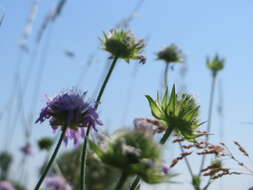 Слика од Knautia arvensis (L.) Coulter