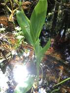 Image of bandanna of the Everglades